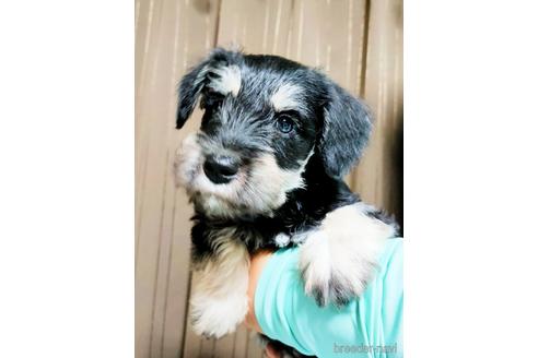 成約済の埼玉県のミニチュアシュナウザー-153099