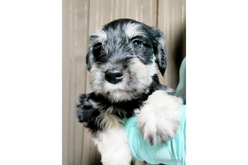 成約済の埼玉県のミニチュアシュナウザー-153099の3枚目