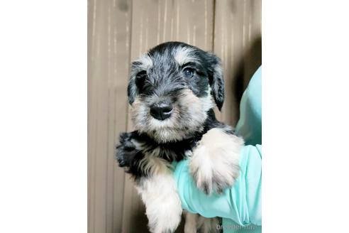 成約済の埼玉県のミニチュアシュナウザー-153099の2枚目