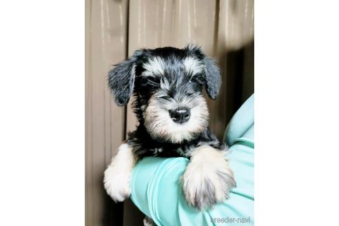 成約済の埼玉県のミニチュアシュナウザー-153102の4枚目