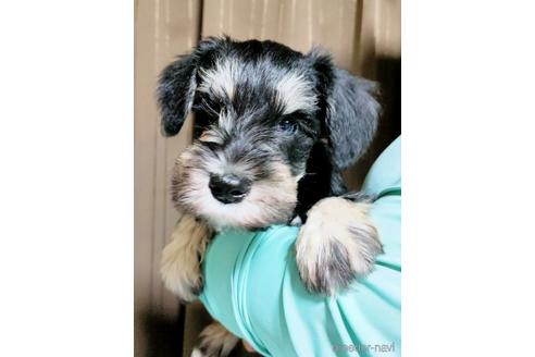 成約済の埼玉県のミニチュアシュナウザー-153102の3枚目