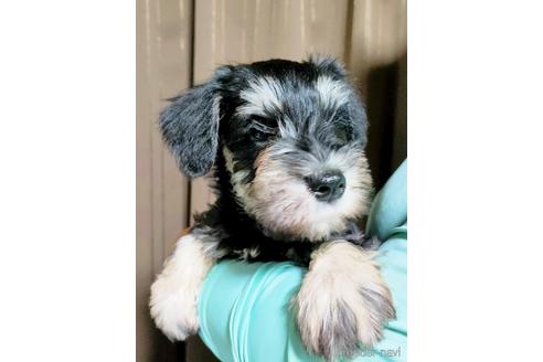 成約済の埼玉県のミニチュアシュナウザー-153102の2枚目