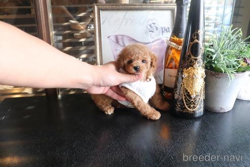 成約済の埼玉県のタイニープードル-159232の1枚目