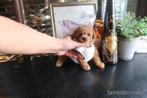 成約済の埼玉県のタイニープードル-159232の5枚目