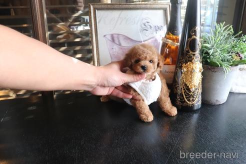 成約済の埼玉県のタイニープードル-159232の3枚目
