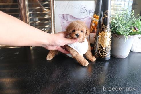 成約済の埼玉県のタイニープードル-159232の2枚目