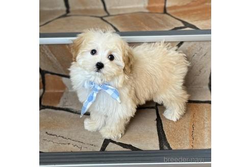 成約済の神奈川県のマルプー:マルチーズ×トイプードル-157205の2枚目