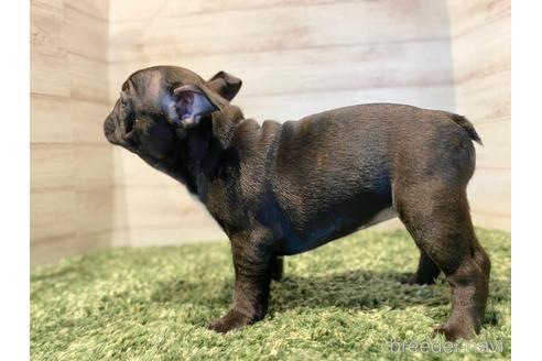 成約済の愛知県のフレンチブルドッグ-159690の2枚目
