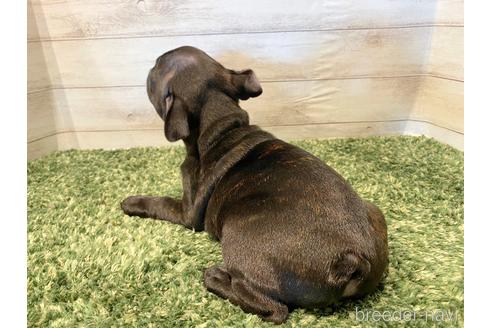 成約済の愛知県のフレンチブルドッグ-159690の3枚目