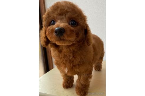 成約済の岡山県のトイプードル-157409の21枚目