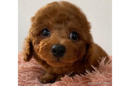 成約済の岡山県のトイプードル-157409の20枚目