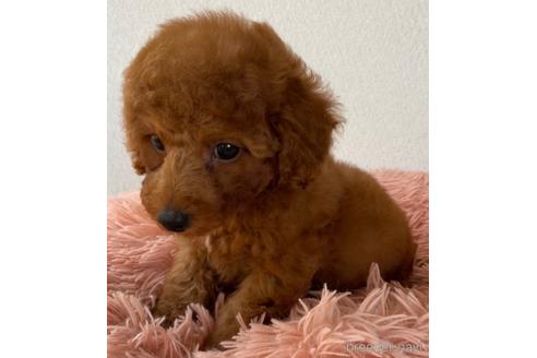 成約済の岡山県のトイプードル-157409の19枚目
