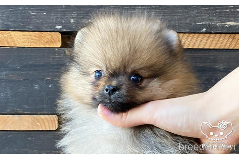 成約済の愛知県のポメラニアン-159711の2枚目