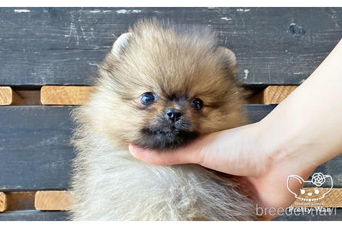 成約済の愛知県のポメラニアン-159711の1枚目