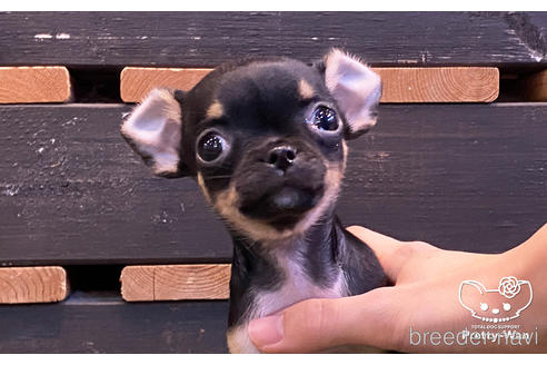 成約済の愛知県のチワワ(スムースコート)-159712の1枚目