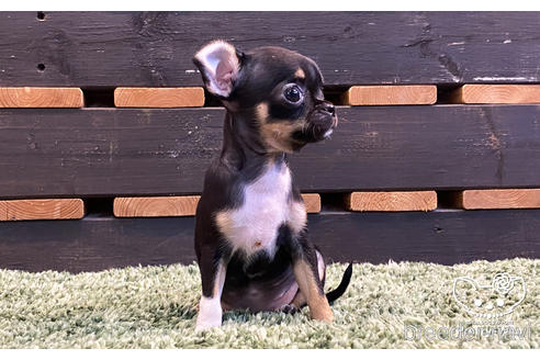 成約済の愛知県のチワワ(スムースコート)-159712の2枚目