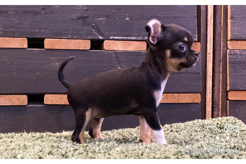 成約済の愛知県のチワワ(スムースコート)-159712の4枚目