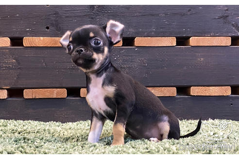 成約済の愛知県のチワワ(スムースコート)-159712の5枚目