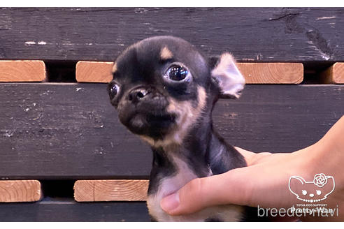 成約済の愛知県のチワワ(スムースコート)-159712の3枚目