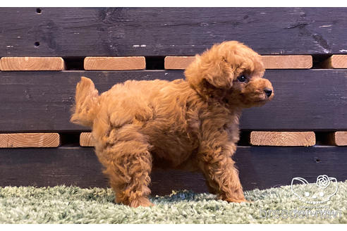 成約済の愛知県のタイニープードル-159713の4枚目