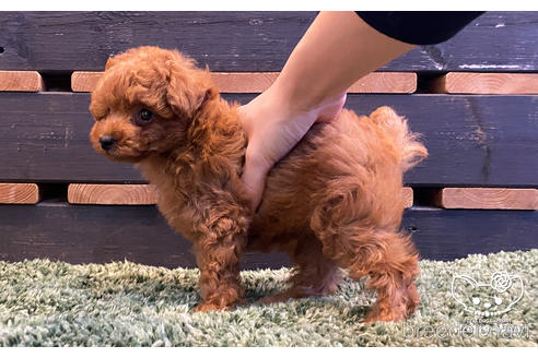 成約済の愛知県のタイニープードル-159713の5枚目