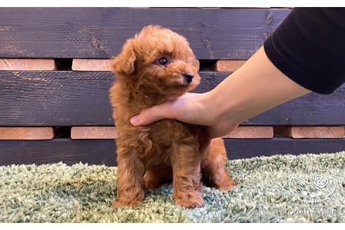 成約済の愛知県のタイニープードル-159713の6枚目