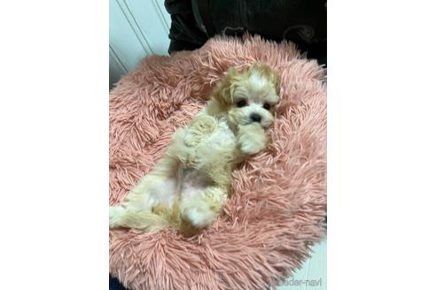 成約済の山形県のマルプー:マルチーズ×トイプードル-157336の2枚目