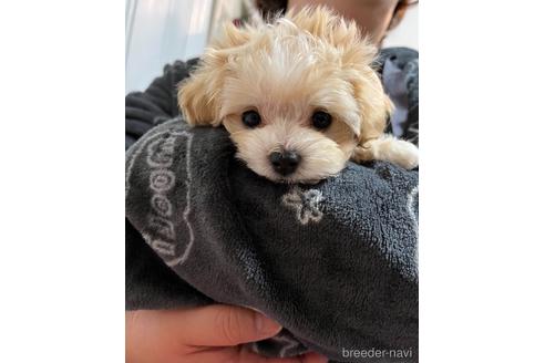 成約済の山形県のマルプー:マルチーズ×トイプードル-157336の3枚目