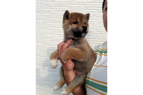 成約済の長崎県の柴犬-159736の2枚目