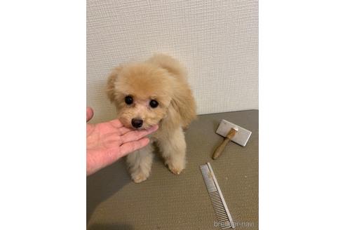 成約済の東京都のティーカッププードル-158637の3枚目
