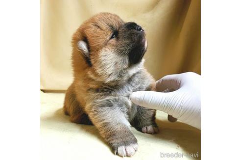 成約済の茨城県のミックス犬-159779の6枚目