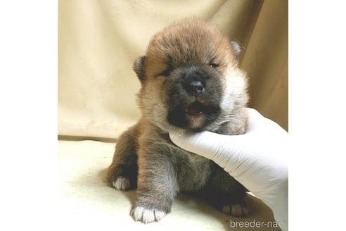 成約済の茨城県のミックス犬-159779の5枚目