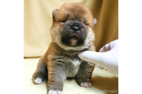 成約済の茨城県のミックス犬-159779の4枚目