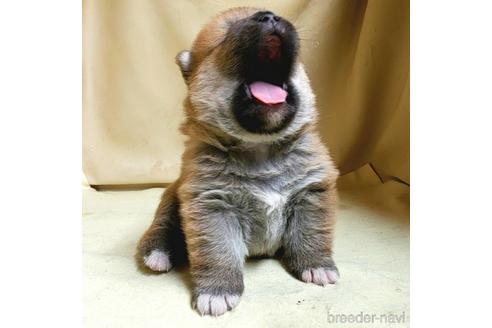 成約済の茨城県のミックス犬-159779の3枚目