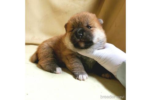 成約済の茨城県のミックス犬-159779の2枚目