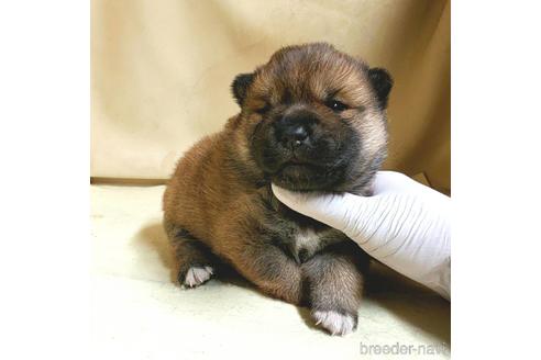 成約済の茨城県のミックス犬-159780の9枚目