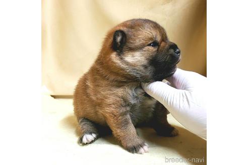 成約済の茨城県のミックス犬-159780の8枚目
