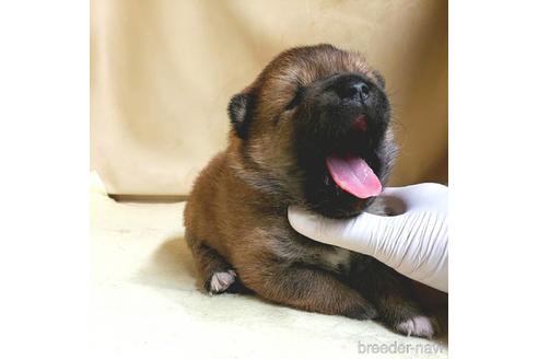 成約済の茨城県のミックス犬-159780の6枚目
