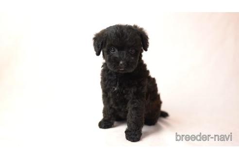 成約済の千葉県のミックス犬-159803の1枚目