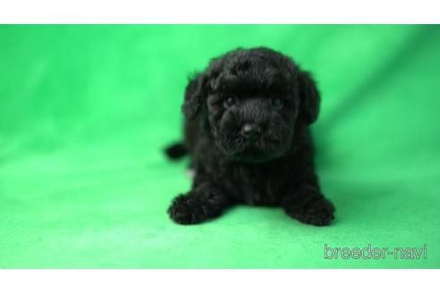 成約済の千葉県のミックス犬-159809の2枚目