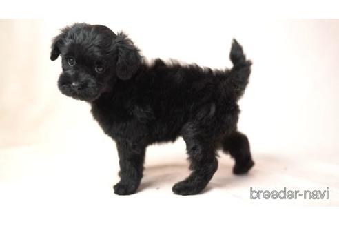 成約済の東京都のミックス犬-159811の1枚目