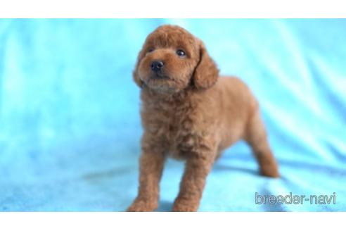 成約済の東京都のトイプードル-159812の1枚目