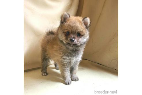 成約済の茨城県のミックス犬-154700の5枚目