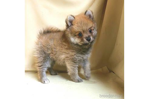 成約済の茨城県のミックス犬-154700の4枚目