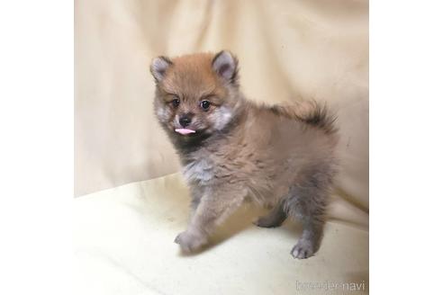 成約済の茨城県のミックス犬-154700の3枚目