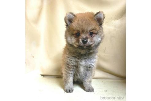成約済の茨城県のミックス犬-154700の2枚目