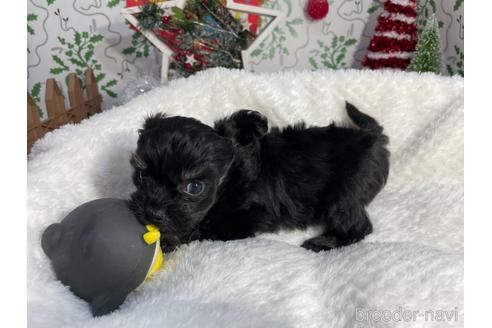 成約済の京都府のチワプー:チワワ×トイプードル-159856の2枚目