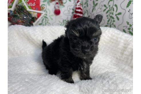 成約済の京都府のチワプー:チワワ×トイプードル-159856の3枚目