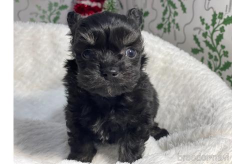 成約済の京都府のチワプー:チワワ×トイプードル-159856の4枚目