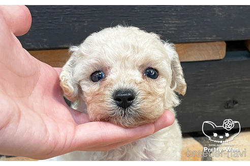 成約済の愛知県のミックス犬-158301